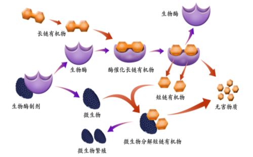 什么是生物活性酶技术的相关图片