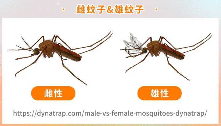 公蚊子生孩子还是母蚊子的相关图片